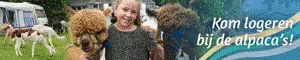 alpaca-camping-aan-de-waterspiegel