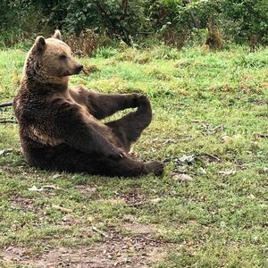 Stichting World Animal Protection afdeling Nederland image 1