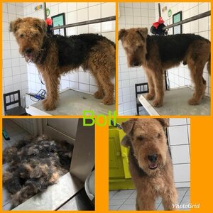 Hondentrimsalon Toulouse image 1