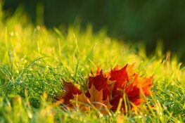 Meteorologische herfst start met rustig nazomerweer