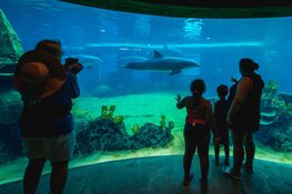 Dierenorganisatie World Animal Protection start SMS-actie voor dolfijnen