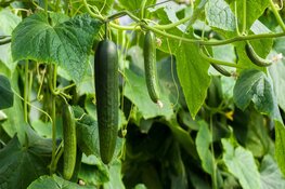 Minder tomaten en komkommers uit de kas door hoge energieprijzen