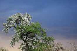 April doet ook in de laatste week wat het wil, met koude Koningsnacht