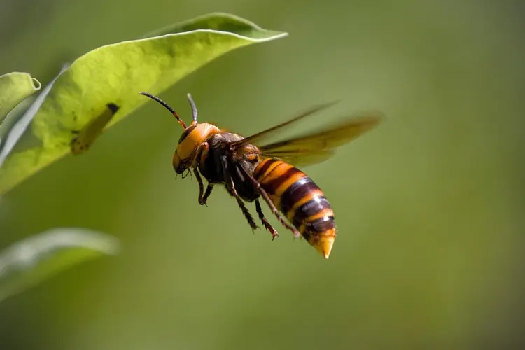 Aziatische hoornaar wordt niet langer overal in Limburg bestreden